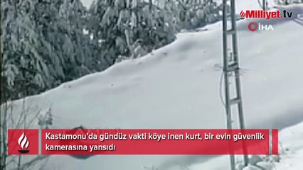 Kastamonu'da kurt gündüz vakti köye indi