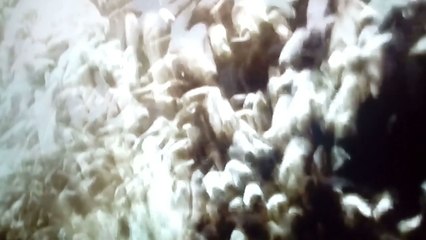 BÊTES DE POISSONS S01E04