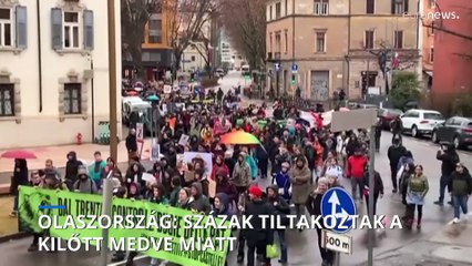 Egy kilőtt medve miatt tüntettek százak Olaszországban