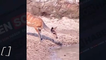 Geyiğin hayat kurtaran inanılmaz refleksleri