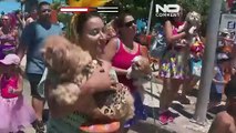 Al Carnevale di Rio anche i cani sfilano in costume