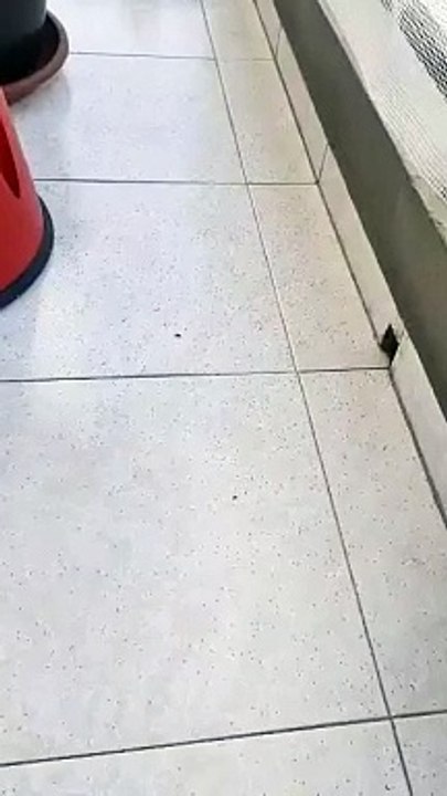 'Invasión' de moscas en una casa en Icod de los Vinos