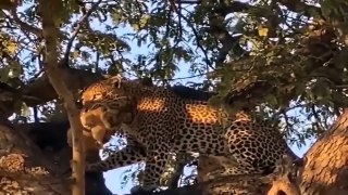 Big Mistake Leopard When Risking Her Life To Kidnap Lion Cub- The Lion Mother's Brutal Vengeance