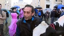 Protesta agricoltori, la mucca Ercolina II in piazza San Pietro