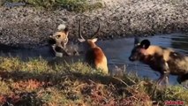 Discovery Wild Animal Fights _ 2 Buffalo vs 10 Lion, Hyena & Wild dogs attacks Deer - Baboon,tiger..