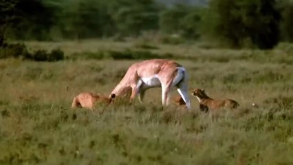 WORLD’S FASTEST ANIMALS FAIL! Grant’s Gazzele Take Down Cheetah With Horns, Lion Hunt Imapala Fail