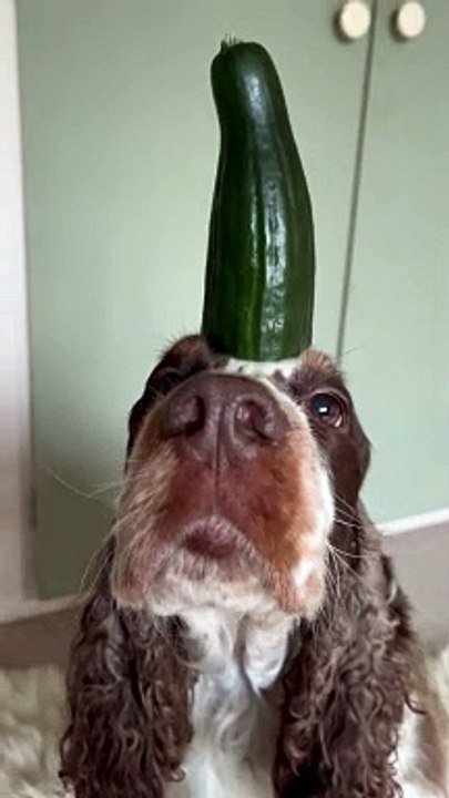 A Very Patient Cocker Spaniel Balances a Cucumb...
