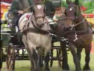 Les Chevaux de Trait - Au coeur de la tradition