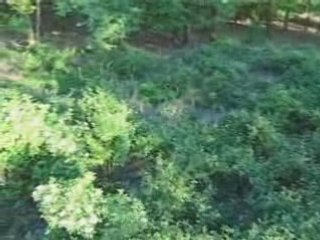 Les Chiens a Sanglier