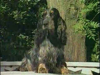 Les chiens de chasse