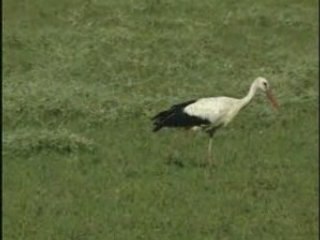 Les cigognes reviennent