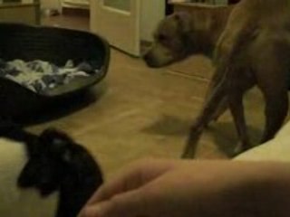 2mechants pitbulls!!!