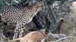 Cheetahs Defend Cubs Fighting Hyenas