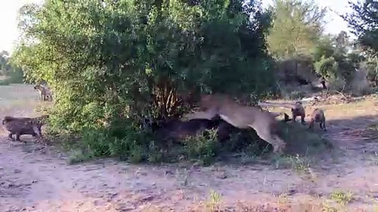 LION vs HYENA - EPIC AUDIO