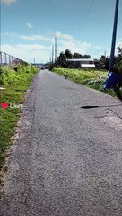 Saying hi to the street dogs