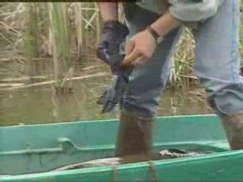 Les Gros Silures : une Peche pour Tous