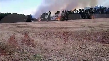 Incêndio destrói plantação de eucaliptos em São Salvador 🌱