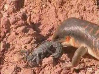 Les petites creatures du desert