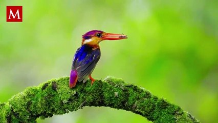 El extraño comportamiento de los peces a la orilla del mar ha llamado la atención de todo el mundo