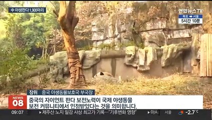중국 야생판다 개체수 '껑충'…멸종위기종서 취약종으로