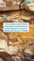 Ssseriously!? Five snakes entangled in a mating ball