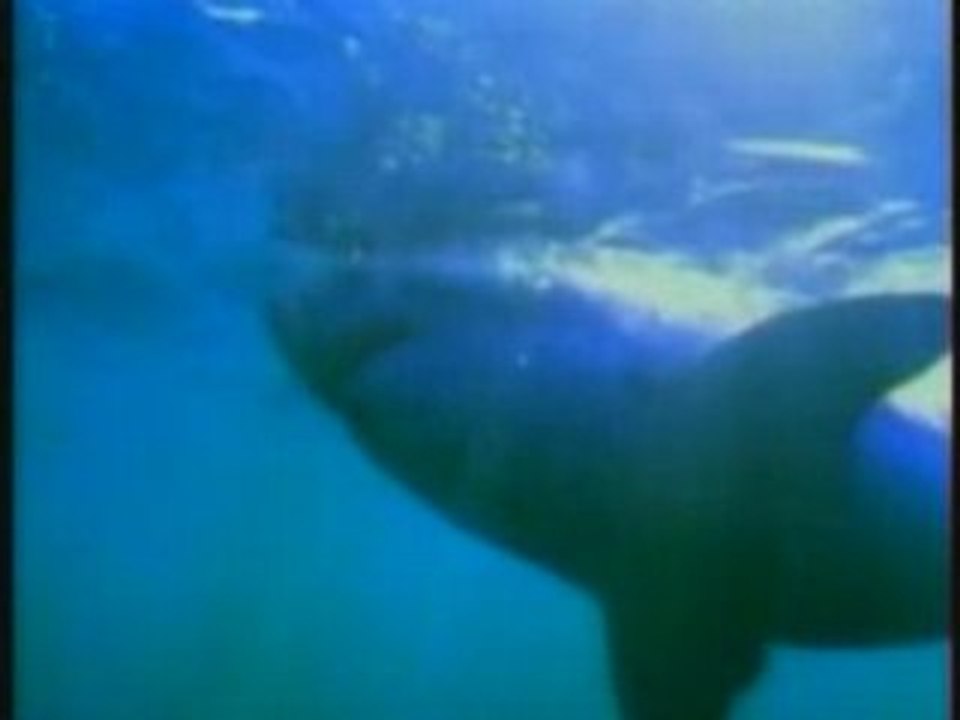 Les Requins