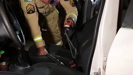 E agora? Cobra é avistada dentro de carro no Coqueiral, mas não é encontrada