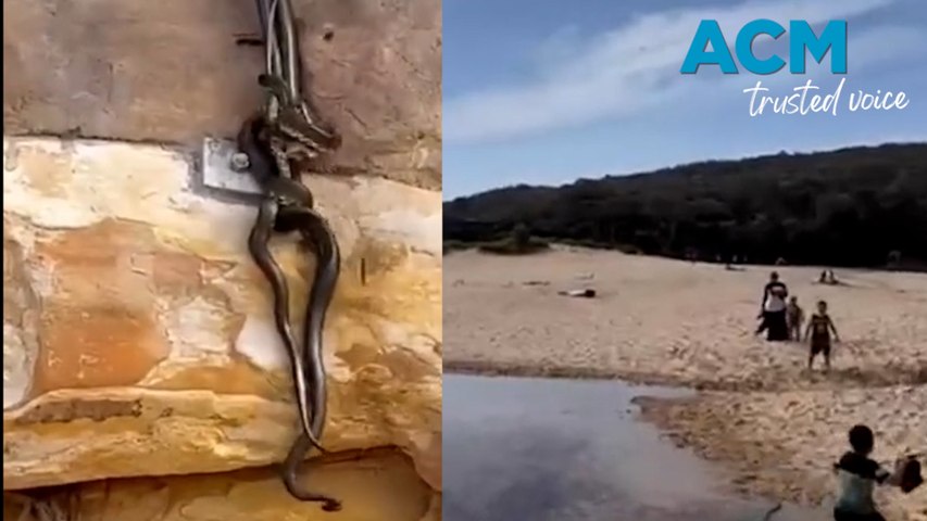 A viral video captures the moment five snakes were entangled in a ‘mating ball’ at Wattamolla Beach, in Sutherland Shire of NSW.