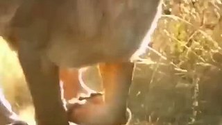 Very_Cute_lion_and_mother_Amazing_video_#shorts_#maliksaeedskg(480p)