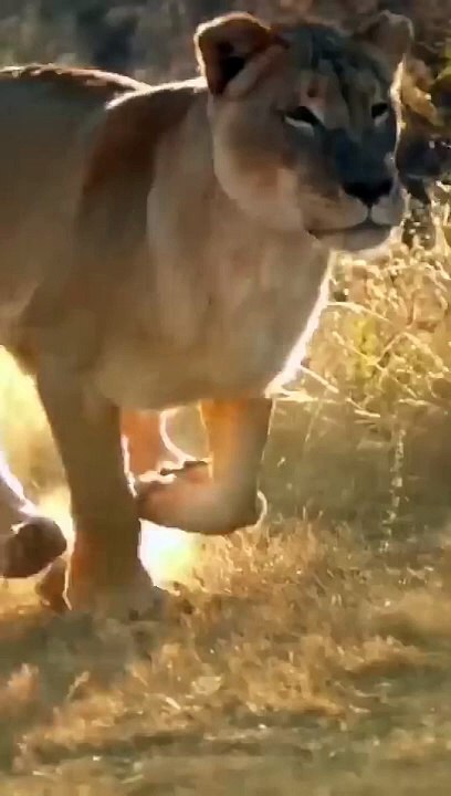 Very_Cute_lion_and_mother_Amazing_video_#shorts_#maliksaeedskg(480p)