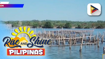 'Modified Raft Technology,' inaasahang magpapalakas sa produksyon ng talaba ayon sa D.A.
