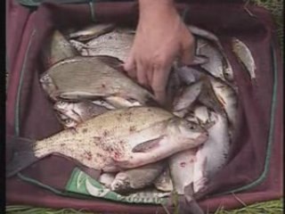 Les Secrets de la Peche au Coup en Canal