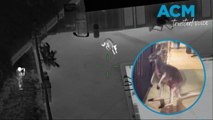 Loose kangaroo spotted in Tampa, Florida apartment complex