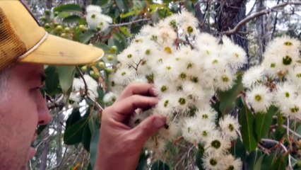 Beekeepers in Western Australia experience honey boom before potential devastation from the Varroa mite