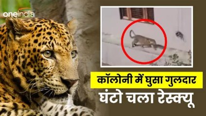 Uttarakhand news: रिहायशी काॅलोनी में घुसा गुलदार, 6 घंटे तक चला हाईवोल्टेज ड्रामा