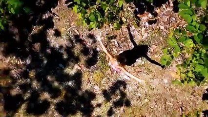 Cacau Saison 1 -  (EN)