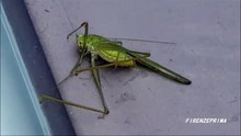 Grasshopper  Cavalletta che muore