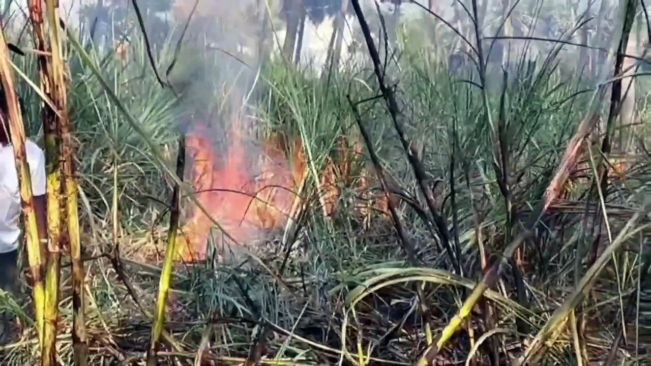 3 ஏக்கரில் பற்றி எரிந்த கரும்பு தோட்டம்; காலியாக வந்த தீயணைப்பு வாகனத்தால் குடும்பத்துடன் கதறி துடித்த விவசாயி