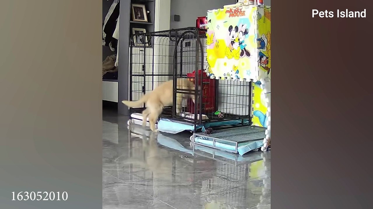 When Your Dog Is More Fun Than Usual  FUNNIEST ANIMALS 2024