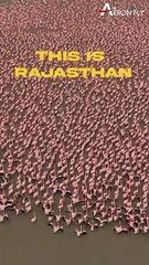 Have you visited pink sea in Rajasthan? | AeronFly | Make Your Safar Suhana