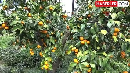 Rizeliler yazın çay, kışın mandalina toplayarak geçimlerini sağlıyor