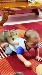 cat Cutest thing you'll see today