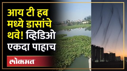 डासांची वावटळ!  व्हिडिओ पाहून धडकीच भरेल!