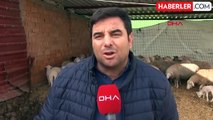 Kurtlar Besicilerin Hayvanlarına Saldırdı: 10 Koyun Öldü