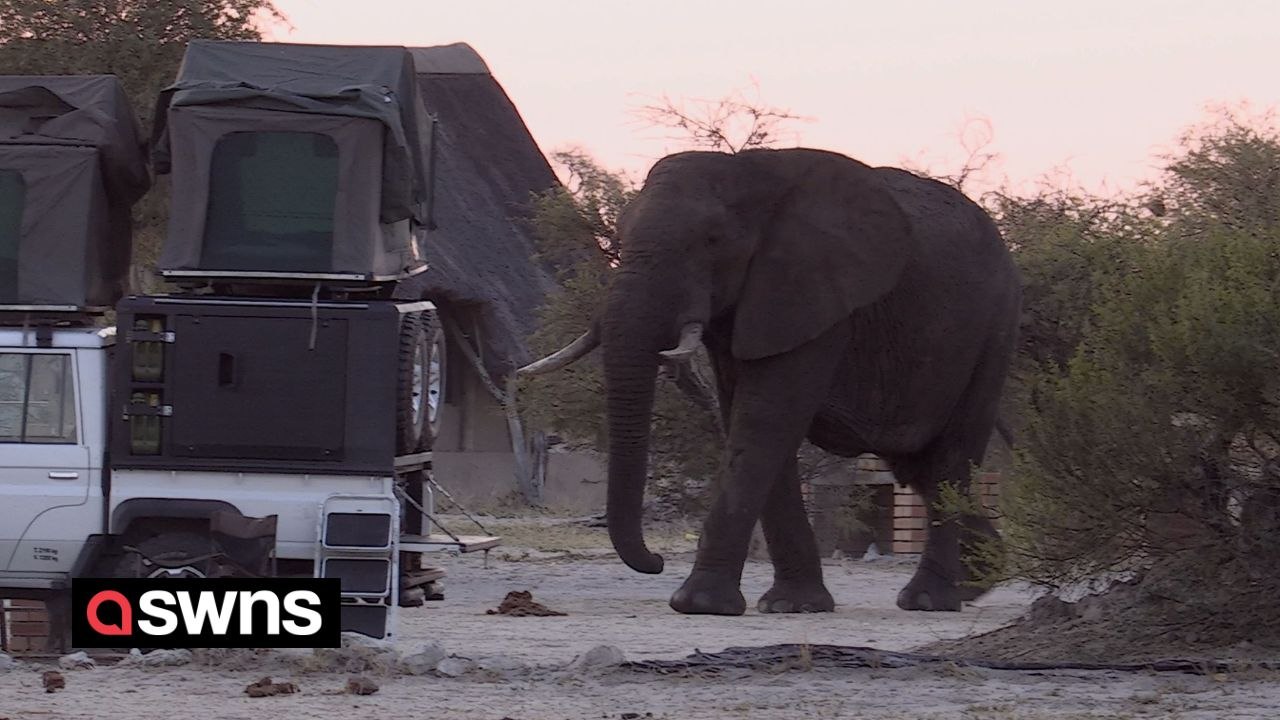 Giant elephant swaggers through campsite - completely disregarding human presence