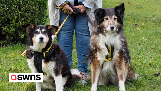 UK's oldest pair of charity rescue dogs still going strong - at combined age of 37