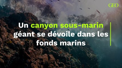 Un canyon sous-marin géant se dévoile dans les fonds marins