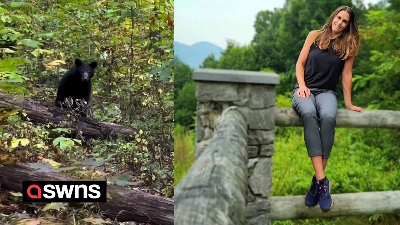 Park rangers shoot bear with paintball gun after it stalked hiker for 30 minutes