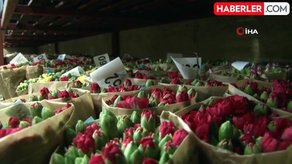 Antalya'dan Sevgililer Günü İçin Dünyaya Türkiye Nüfusu Kadar Çiçek İhracatı