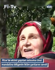 Rizeli çiftçiler yazın çay, kışın mandalina toplayarak geçimlerini sağlıyor